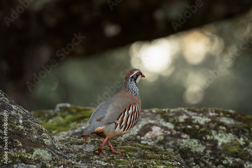 Cuadro en lienzo A red-legged partridge in its natural habitat in Spain
