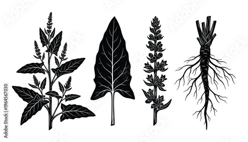 Spinach plant vector black silhouettes set isolated on transparency background for design