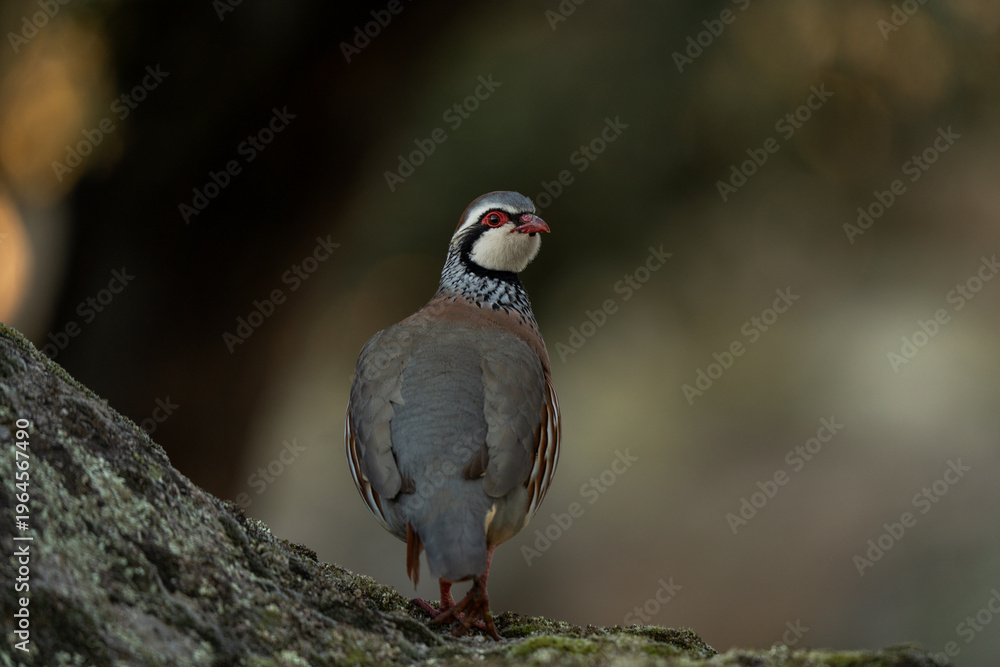 Obraz premium A red-legged partridge in its natural habitat in Spain. The partridge remains on top of the stone.