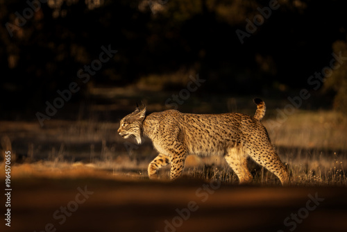 A rare Iberian lynx walking in its natural habitat. A successful rescue of Iberian lynx in Spain. A lynx during the day.