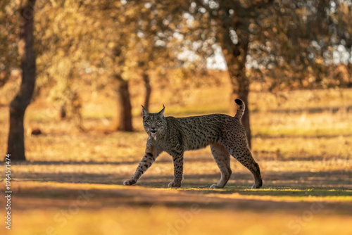 A rare Iberian lynx walking in its natural habitat. A successful rescue of Iberian lynx in Spain. A lynx during the day.