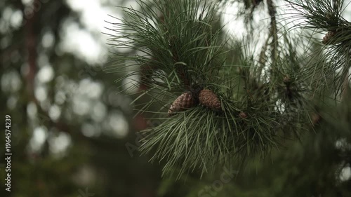 A closeup of a pine tree branch with a cone