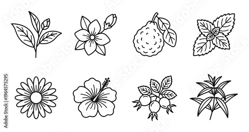 Aromatic tea and herb outline icon set including chamomile hibiscus rosehip mint and citrus fruit