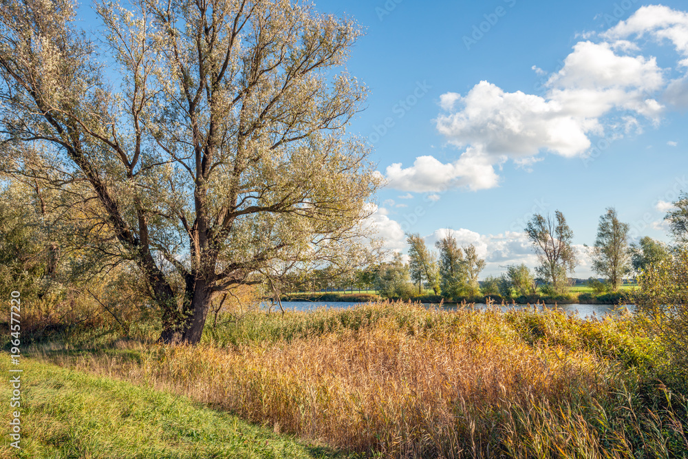 Fototapeta premium Nature along the bank of a Dutch river on a sunny day in the autumn season.