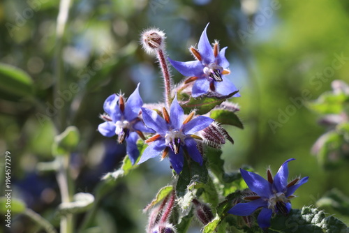 Bild auf Leinwand Close-up of borage flowers with fine hairs, some open and others still in bud, illuminated by sunlight against a soft green background