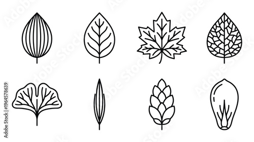 Botanical leaf collection with ginkgo maple birch and hop cone isolated on transparent background art