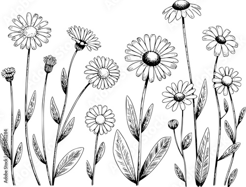 Hand drawn black and white of various daisy flowers and buds white background nature