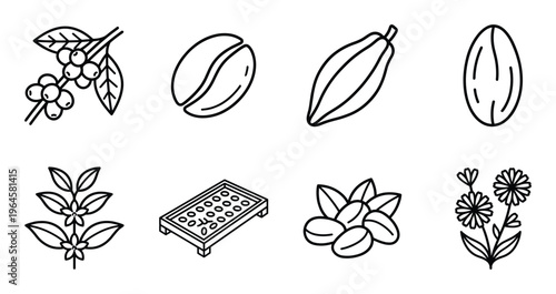 Coffee and cocoa production icons set featuring beans cherries tree branch and drying tray elements