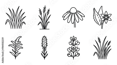 Collection of eight wild grass and flower line art icons with transparent background. Nature