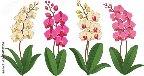 Set of colorful orchid flowers with green leaves isolated on white background botanical floral vector illustration collection