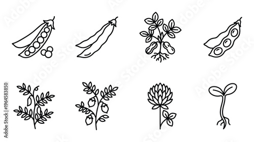 Legumes and sprouts icons on transparent background, outline vector drawings