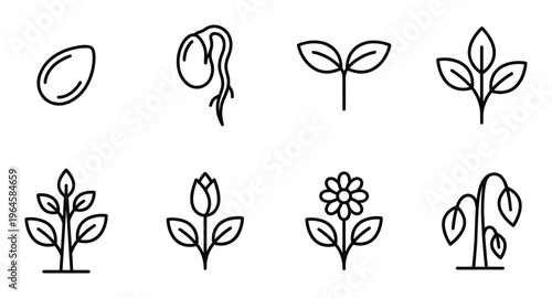 Plant growth cycle sequence icons showing seed germination seedling sprout and mature flowering plant