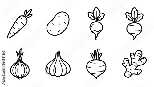 Root vegetable line art set carrot potato onion garlic beet ginger and radish illustrations.