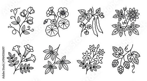Set of flower outline icon. vector black and white sketch for label packaging