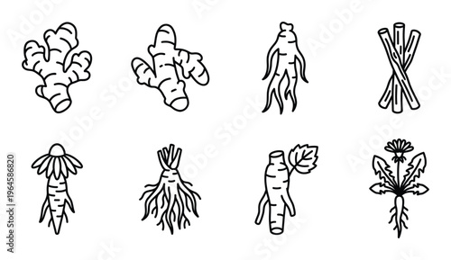 Set of medicinal root outline icon. vector black and white sketch for label packaging