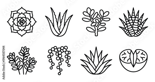Succulent plant line art icons echeveria aloe vera jade plant and other desert flora.