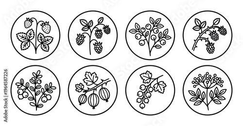 Vector icons of berries and fruits in circles, strawberry, raspberry, blueberry, gooseberry