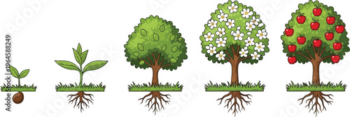 Detailed illustration of an apple tree's complete life cycle, depicting growth from a tiny seed to a mature tree bearing ripe red fruit.
