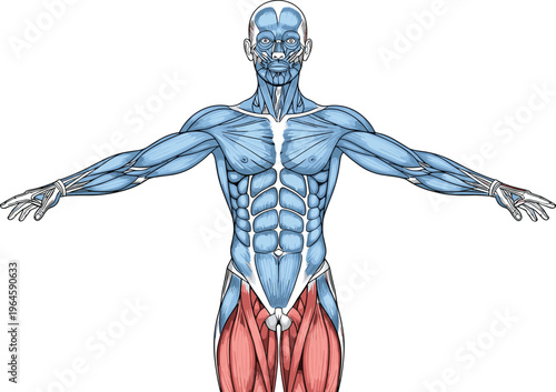 Detailed human anatomy vector illustration highlighting male leg muscles and abdominal structure in a professional medical engraving style