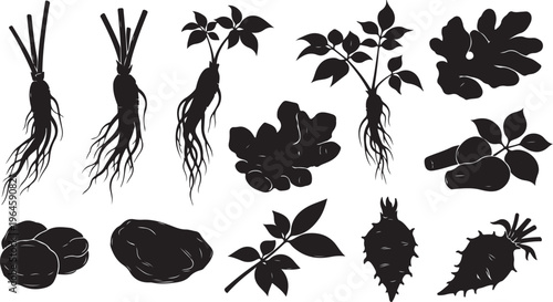 Botanical roots and plants with leaves and tubers vector illustration black and white flat design