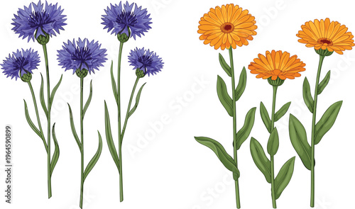 Set of cornflower and calendula flowers with stems isolated on white background botanical floral vector illustration collection