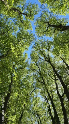 A walk under the flowering trees along the alley. Tall trees against a blue sky. Sunny Spring Day