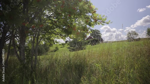 Road near the hill with a vintage mill. Spring sunny day. The road makes a turn and goes up a high hill against the background of a blue sky. Latvia tree by the road against the background of the mill