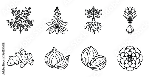 Herbs and spices linear icons set including turmeric ginger onion walnut saffron marigold and plants