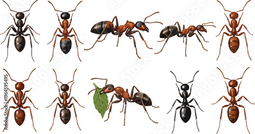 Ant Insect Vector Collection with Detailed Realistic Ant Illustrations in Different Positions for Biology Study Pest Control and Nature Design Graphics