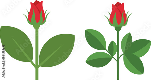 Two red rose buds with green leaves and stems flower