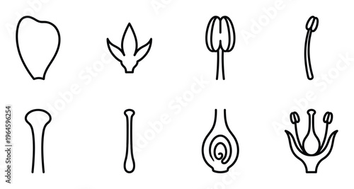 Set of botanical diagram icons showing flower parts including petal stamen pistil and ovule isolated