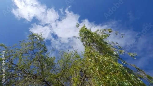 Wolken ziehen am blauen Himmel, Baum