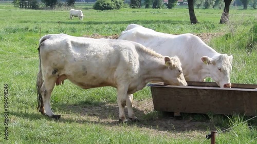 Kühe an der Tränke, Weidehaltung