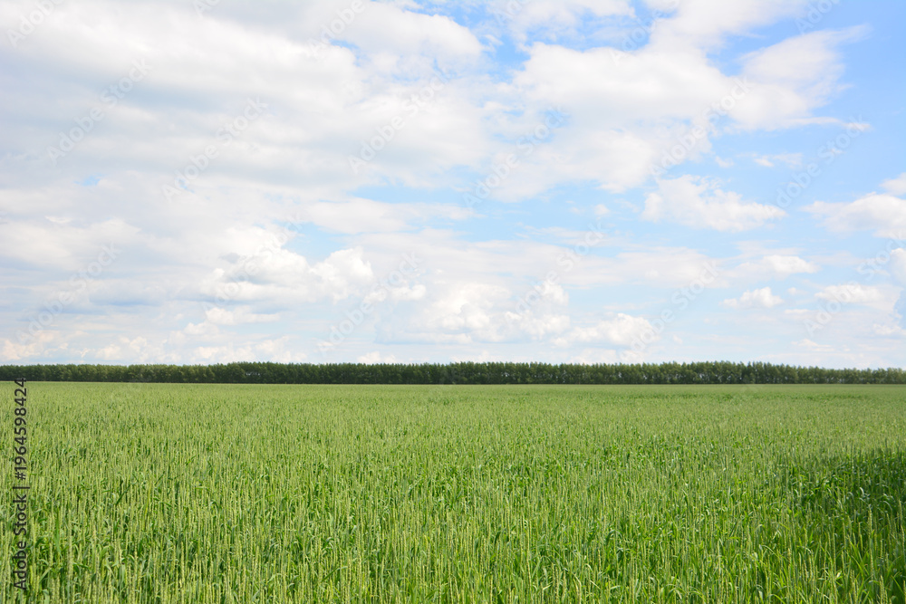 Fototapeta premium Vast Green Field of young wheat grass with Tree Line and Cloudy Sky
