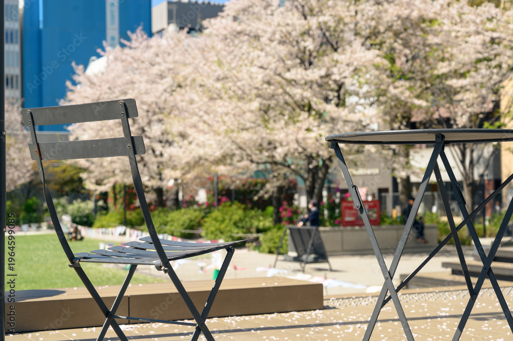 Fototapeta premium Empty chair and table under blooming cherry blossoms in an urban park, capturing the peaceful beauty of springtime in Japan.