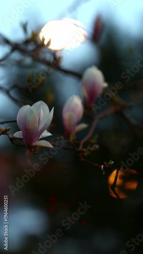 Classic gold ring with small diamond on magnolia blossom, spring engagement wedding vertical video