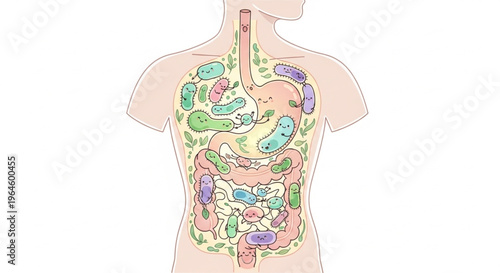 Anatomical illustration of a human torso with a detailed digestive system and colorful internal organs on a white background