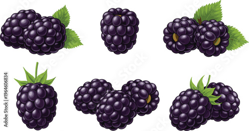 Set of fresh blackberries with leaves isolated on white background juicy berry fruit vector illustration collection