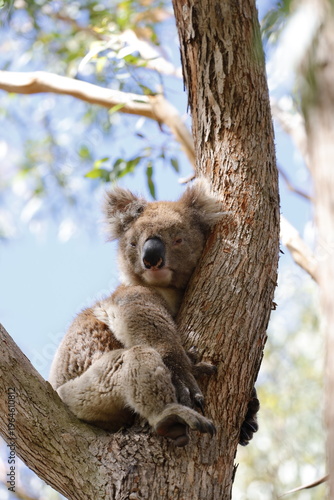 Photography Koala in Australia