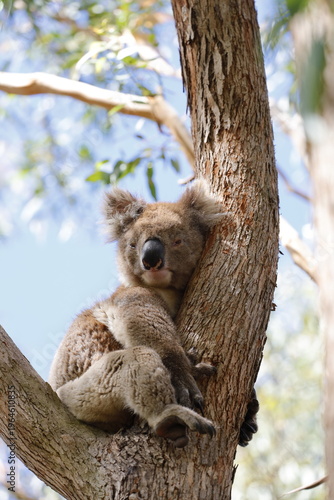 Photography Koala in Australia