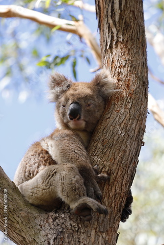 Canvas Print Koala in Australia