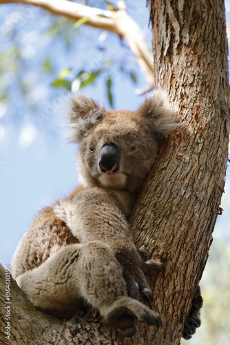 Photography Koala in Australia