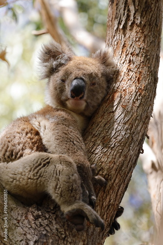 Photography Koala in Australia