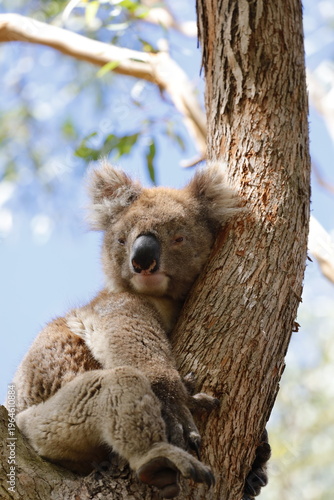 Sticker Koala in Australia