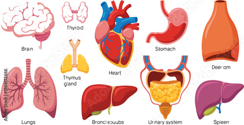 Internal organs vector set with human anatomical body parts including brain, stomach, kidney, spleen, heart, lungs, and urinary system illustration