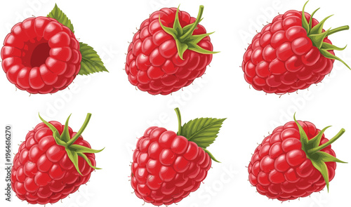 Set of fresh raspberries with leaves isolated on white background juicy red berry fruit vector illustration collection