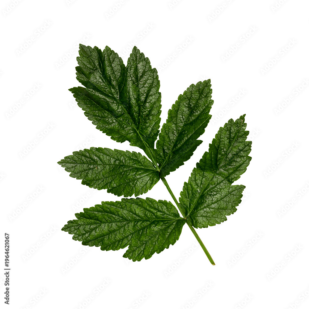 Fototapeta premium Fresh Mint Leaf Isolated on Transparent Background