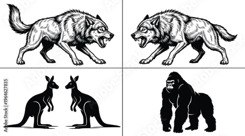 Black silhouette and engraving vector illustration of snarling aggressive wolves, a powerful standing gorilla, and two kangaroos facing each other.