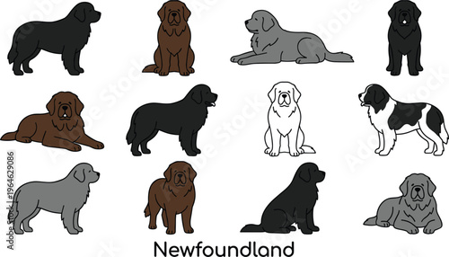 Newfoundland Dog Breed Vector Illustration Set Featuring Various Coat Colors Like Black Brown Grey and Landseer in Different Sitting Standing Poses