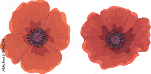 Red poppy flower close up illustrations isolated on white background, botanical floral elements for nature and decorative design